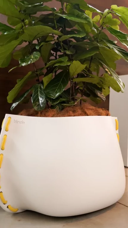 Stitch 125 - Showroom